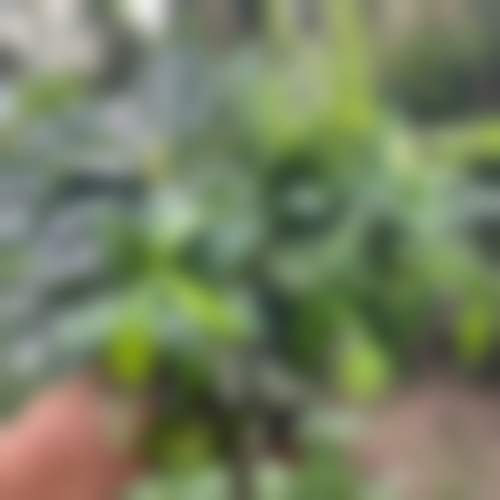 聊城冠县庆华嘉德口腔医生名单